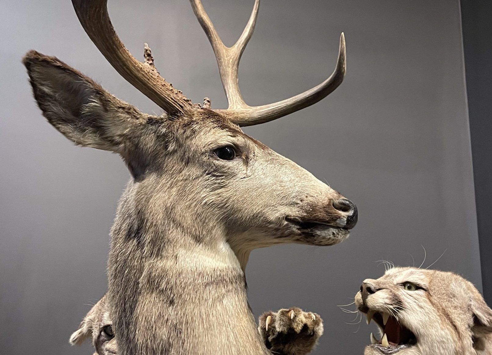 full body mount white-tailed deer with bobcats taxidermy on display at Mountain Wildlife Museum