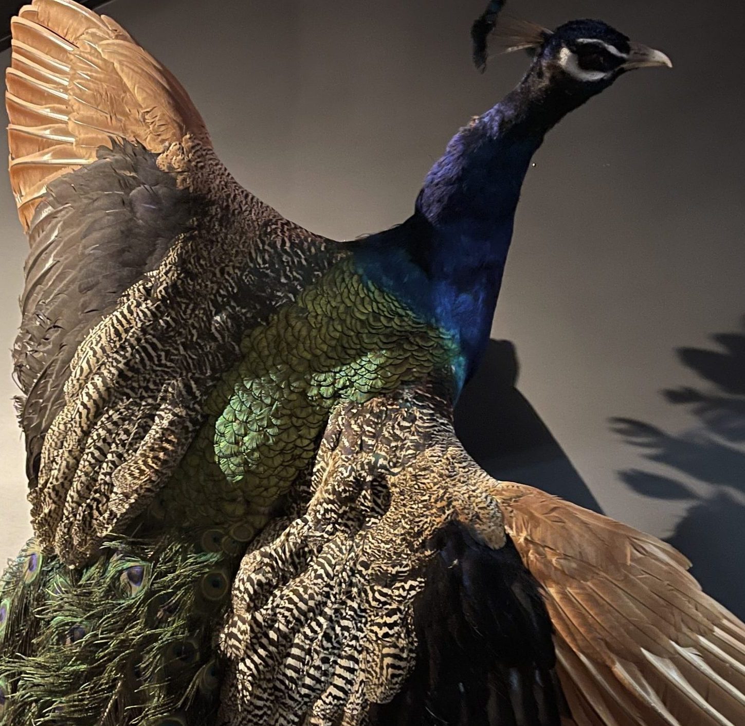 full-body peacock taxidermy mount on display at Mountain Wildlife Museum