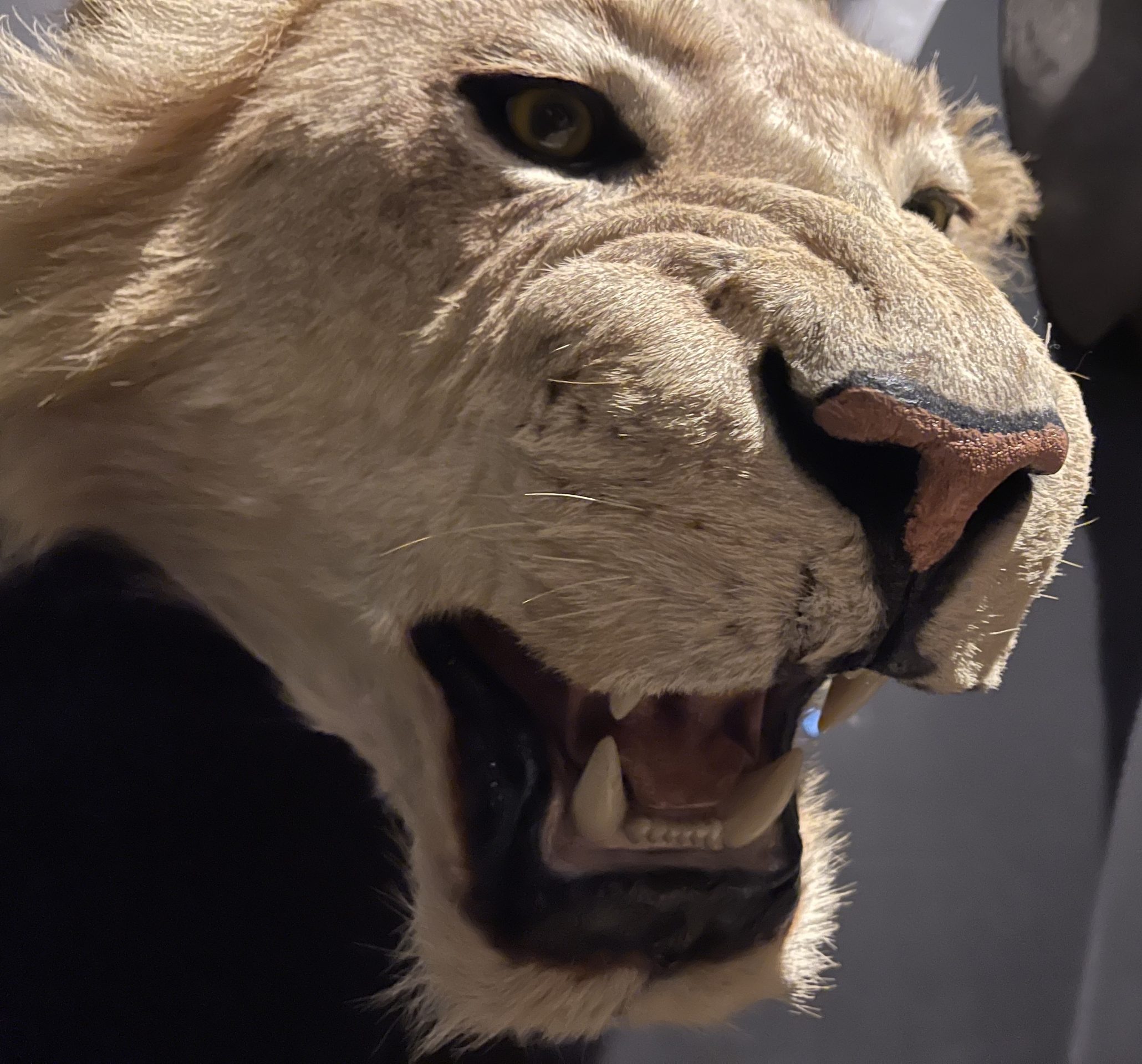 lion head mount taxidermy on display at Mountain Wildlife Museum